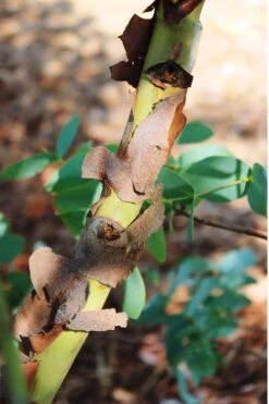 Sheila Cold Hardy Eucalyptus Tree (Eucalyptus Stellulata) - 6 Pack Of 1 Gallon Pots -Wilson Bros Gardens Eucalyptus Sheila 9