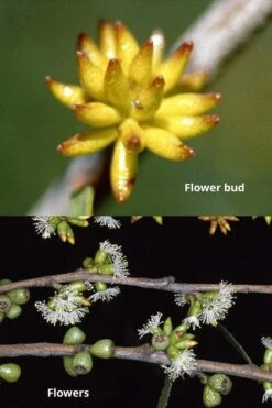 Skinny Minny Hardy Eucalyptus Tree (Eucalyptus Moorei) - 1 Gallon Pot -Wilson Bros Gardens Eucalyptus Skinny Minny 1 4