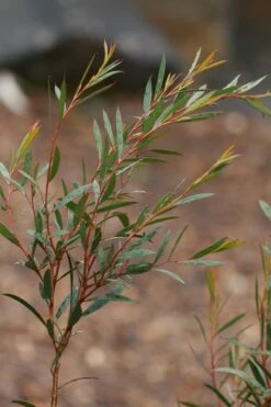 Skinny Minny Hardy Eucalyptus Tree (Eucalyptus Moorei) - 1 Gallon Pot -Wilson Bros Gardens Eucalyptus Skinny Minny 2 4