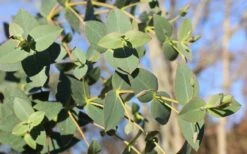 Cab Sav Cold Hardy Eucalyptus Tree (Eucalyptus Rubida) - 2 Gallon Pot -Wilson Bros Gardens Eucalyptus Tree Cab Sav Rubida 1