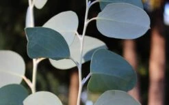 Mappa Tassie Cold Hardy Eucalyptus Tree (Eucalyptus Pauciflora) - 1 Gallon Pot 9 Mappa Tassie Cold Hardy Eucalyptus Tree (Eucalyptus Pauciflora) - 1 Gallon Pot -Wilson Bros Gardens Eucalyptus Tree Mappa Tassie Pauciflora Snow Gum 4