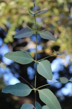 Grace Cold Hardy Eucalyptus Tree (Eucalyptus Elliptica) - Quart Pot 9 Grace Cold Hardy Eucalyptus Tree (Eucalyptus Elliptica) - Quart Pot -Wilson Bros Gardens Eucalytptus Grace BS 1