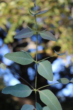 Grace Cold Hardy Eucalyptus Tree (Eucalyptus Elliptica) - 3 Gallon Pot -Wilson Bros Gardens Eucalytptus Grace BS 5