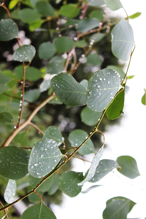 Lucky Country Cold Hardy Eucalyptus Tree (Eucalyptus Camphora) - Quart Pot 7 Lucky Country Cold Hardy Eucalyptus Tree (Eucalyptus Camphora) - Quart Pot - Image 7