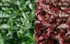 Purple Wintercreeper - Euonymus Fortunei Coloratus - 3 Pack Of Pint Pots -Wilson Bros Gardens Euonymus Coloratus Purple Winter Creeper 50 1 3