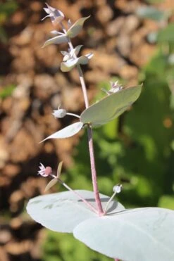Maggie Cold Hardy Eucalyptus Tree (Eucalyptus Nova Anglica) - 1 Gallon Pot -Wilson Bros Gardens Eusalyptus Maggie 1 500x750 2
