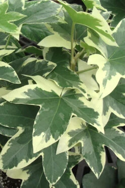 Angyo Star Fatshedera 1 Gallon Pot