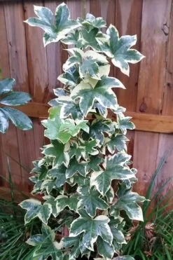 Angyo Star Fatshedera - 3 Gallon Pot -Wilson Bros Gardens Fatshedera Angyo Star 3 1