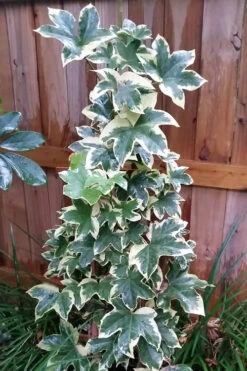 Angyo Star Fatshedera 1 Gallon Pot -Wilson Bros Gardens Fatshedera Angyo Star 3 2