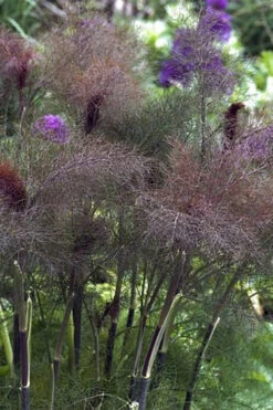Bronze Fennel (Foeniculum Vulgare 'Purpureum') - 1 Gallon Pot -Wilson Bros Gardens Fennel Bronze 1