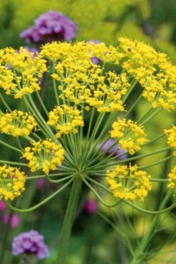 Bronze Fennel (Foeniculum Vulgare 'Purpureum') - 1 Gallon Pot -Wilson Bros Gardens Fennel Bronze 6