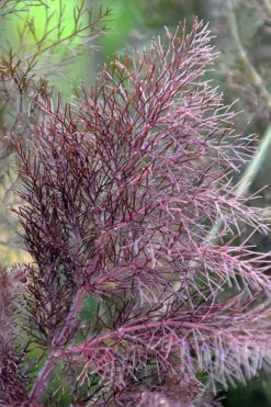 Bronze Fennel (Foeniculum Vulgare 'Purpureum') - 1 Gallon Pot -Wilson Bros Gardens Fennel Bronze 7