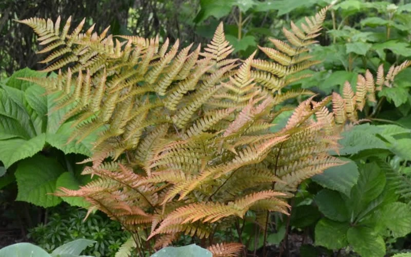 Autumn Fern - Dryopteris Erythrosora - 10 Pack Of Quart Pots 4 Autumn Fern - Dryopteris Erythrosora - 10 Pack Of Quart Pots - Image 4