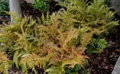 Autumn Fern (Dryopteris Erythrosora) - 10 Pack Of Quart Pots 11 Autumn Fern (Dryopteris Erythrosora) - 10 Pack Of Quart Pots -Wilson Bros Gardens Fern Autumn 2 2