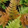Autumn Fern - Dryopteris Erythrosora - 10 Pack Of Quart Pots