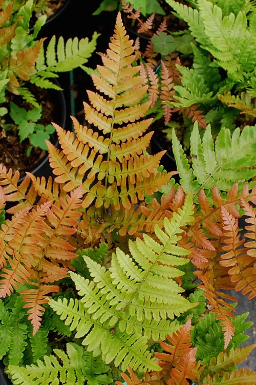 Autumn Fern - Dryopteris Erythrosora - 10 Pack Of Quart Pots 1 Autumn Fern - Dryopteris Erythrosora - 10 Pack Of Quart Pots