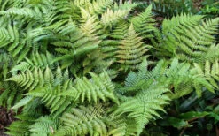 Autumn Fern - Dryopteris Erythrosora - 10 Pack Of Quart Pots 13 Autumn Fern - Dryopteris Erythrosora - 10 Pack Of Quart Pots -Wilson Bros Gardens Fern Autumn Summer 1