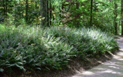 Christmas Fern (Polystichum Acrostichoides) -5 Pack Of Quart Pots 15 Christmas Fern (Polystichum Acrostichoides) -5 Pack Of Quart Pots -Wilson Bros Gardens Fern Christmas 11