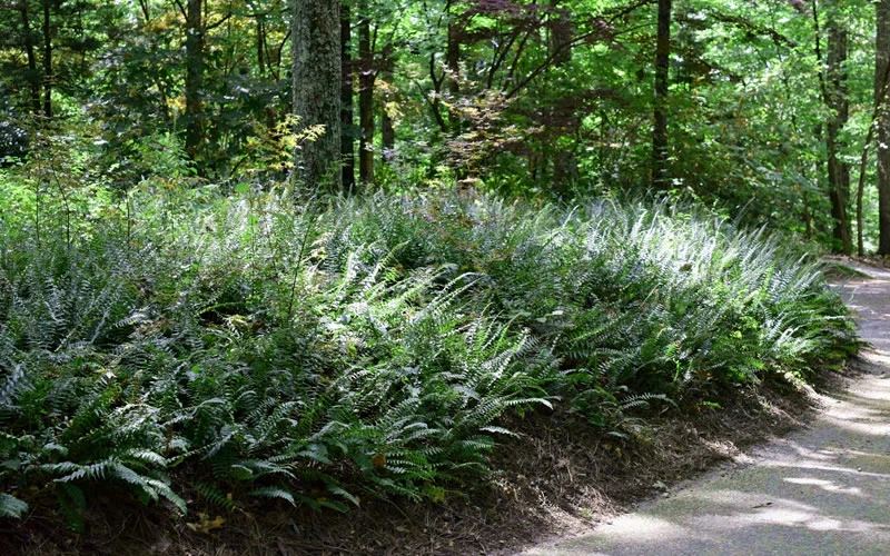 Christmas Fern (Polystichum Acrostichoides) -5 Pack Of Quart Pots 4 Christmas Fern (Polystichum Acrostichoides) -5 Pack Of Quart Pots - Image 4