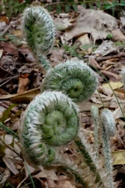 Christmas Fern (Polystichum Acrostichoides) - 1 Gallon Pot 16 Christmas Fern (Polystichum Acrostichoides) - 1 Gallon Pot -Wilson Bros Gardens Fern Christmas 12 1