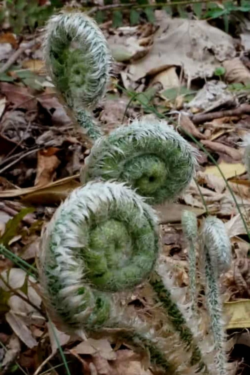 Christmas Fern (Polystichum Acrostichoides) - 1 Gallon Pot 5 Christmas Fern (Polystichum Acrostichoides) - 1 Gallon Pot - Image 5