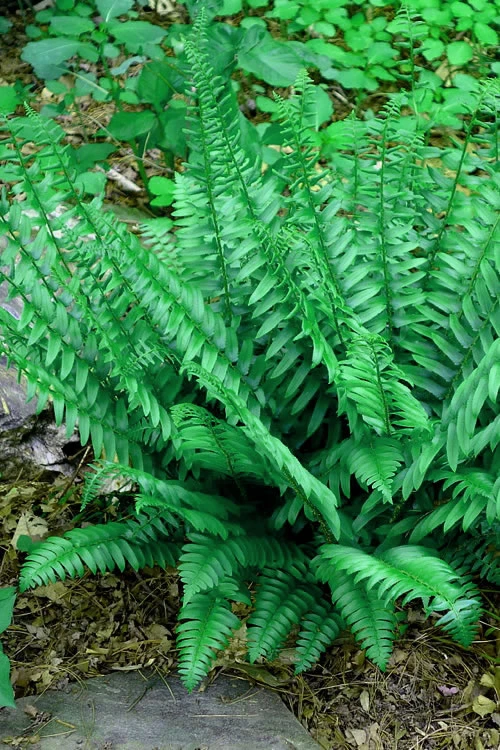 Christmas Fern (Polystichum Acrostichoides) - 1 Gallon Pot 7 Christmas Fern (Polystichum Acrostichoides) - 1 Gallon Pot - Image 7