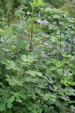 Violette De Bordeaux Fig Tree - 3 Gallon Pot 8 Violette De Bordeaux Fig Tree - 3 Gallon Pot -Wilson Bros Gardens Fig Black Mission 5 1