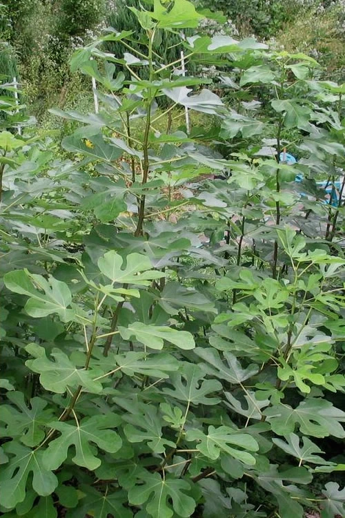 Violette De Bordeaux Fig Tree - 3 Gallon Pot 4 Violette De Bordeaux Fig Tree - 3 Gallon Pot - Image 4