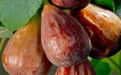 Brown Turkey Fig Tree - 1 Gallon Pot -Wilson Bros Gardens Fig Brown Turkey 20 1