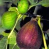 Brown Turkey Fig Tree - 6 Pack Of 1 Gallon Pots