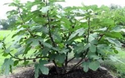 Chicago Cold Hardy Fig Tree - 6 Pack Of 1 Gallon Pots -Wilson Bros Gardens Fig Chicago Cold Hardy 1 6