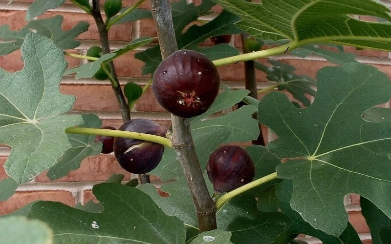Chicago Cold Hardy Fig Tree - 5 Gallon Pot 4 Chicago Cold Hardy Fig Tree - 5 Gallon Pot - Image 4