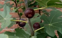 Chicago Cold Hardy Fig Tree - 3 Gallon Pot -Wilson Bros Gardens Fig Chicago Cold Hardy 5