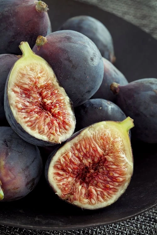 Chicago Cold Hardy Fig Tree - 3 Gallon Pot (SALE) 1 Chicago Cold Hardy Fig Tree - 3 Gallon Pot (SALE)