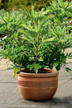 Little Ruby Dwarf Fig Tree - 3 Gallon Pot 10 Little Ruby Dwarf Fig Tree - 3 Gallon Pot -Wilson Bros Gardens Fig Little Miss Figgy 1