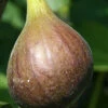 Magnolia Fig Tree - 1 Gallon Pot