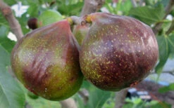 Olympian Cold Hardy Fig Tree- 2 Gallon Pot 8 Olympian Cold Hardy Fig Tree- 2 Gallon Pot -Wilson Bros Gardens Fig Olympain 2