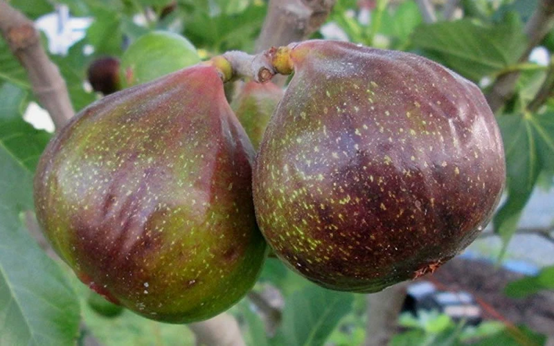 Olympian Cold Hardy Fig Tree- 2 Gallon Pot 4 Olympian Cold Hardy Fig Tree- 2 Gallon Pot - Image 4