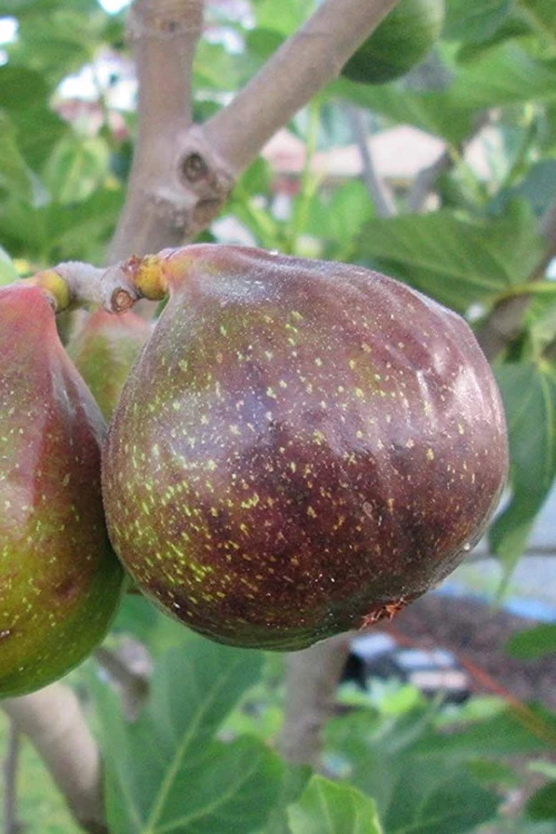 Olympian Cold Hardy Fig Tree- 2 Gallon Pot 1 Olympian Cold Hardy Fig Tree- 2 Gallon Pot