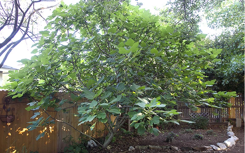 Texas Everbearing Fig Tree - 1 Gallon Pot 5 Texas Everbearing Fig Tree - 1 Gallon Pot - Image 5