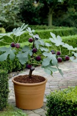 Texas Everbearing Fig Tree - 6 Pack Of 1 Gallon Pots -Wilson Bros Gardens Fig Texas Everbearing 13 1