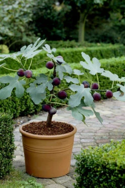Texas Everbearing Fig Tree - 3 Gallon Pot -Wilson Bros Gardens Fig Texas Everbearing 13