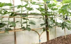 Texas Everbearing Fig Tree - 6 Pack Of 1 Gallon Pots -Wilson Bros Gardens Fig Texas Everbearing 6 1