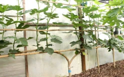 Texas Everbearing Fig Tree - 6 Pack Of 1 Gallon Pots -Wilson Bros Gardens Fig Texas Everbearing 6 3