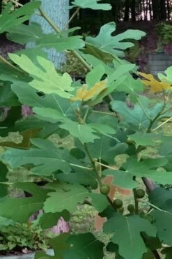 Texas Everbearing Fig Tree - 6 Pack Of 1 Gallon Pots -Wilson Bros Gardens Fig Texas Everbearing 7 1