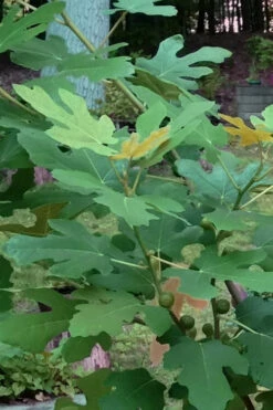 Texas Everbearing Fig Tree - 6 Pack Of 1 Gallon Pots -Wilson Bros Gardens Fig Texas Everbearing 7 3