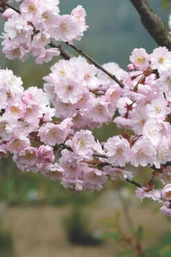 Autumnalis Fall Blooming Cherry Tree - 5 Gallon Pot -Wilson Bros Gardens Floweriong Cherry Autumnalis 2