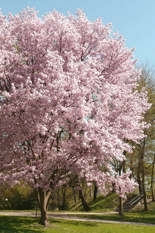 Autumnalis Fall Blooming Cherry Tree - 7 Gallon Pot 4 Autumnalis Fall Blooming Cherry Tree - 7 Gallon Pot - Image 4