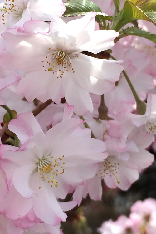 Autumnalis Fall Blooming Cherry Tree - 7 Gallon Pot 1 Autumnalis Fall Blooming Cherry Tree - 7 Gallon Pot