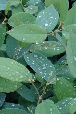 Blue Mist Fothergilla - 3 Gallon Pot -Wilson Bros Gardens Fothergilla Blue Mist 4